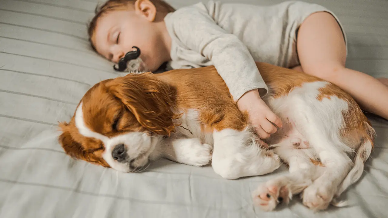 Viagem de Família com Bebê e Cachorro