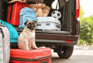 Viagem ao Nordeste com Pug