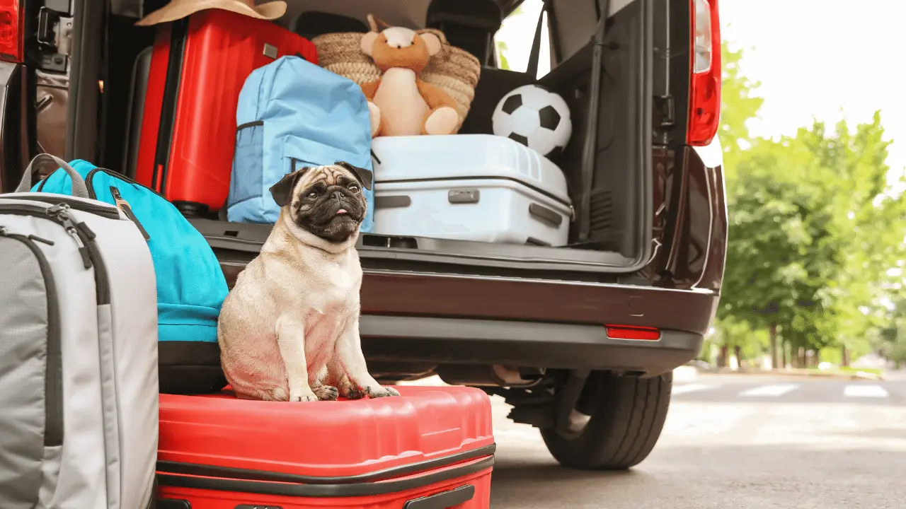 Viagem ao Nordeste com Pug