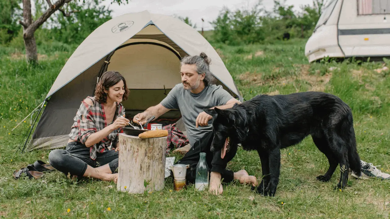 viajar com cachorro grande