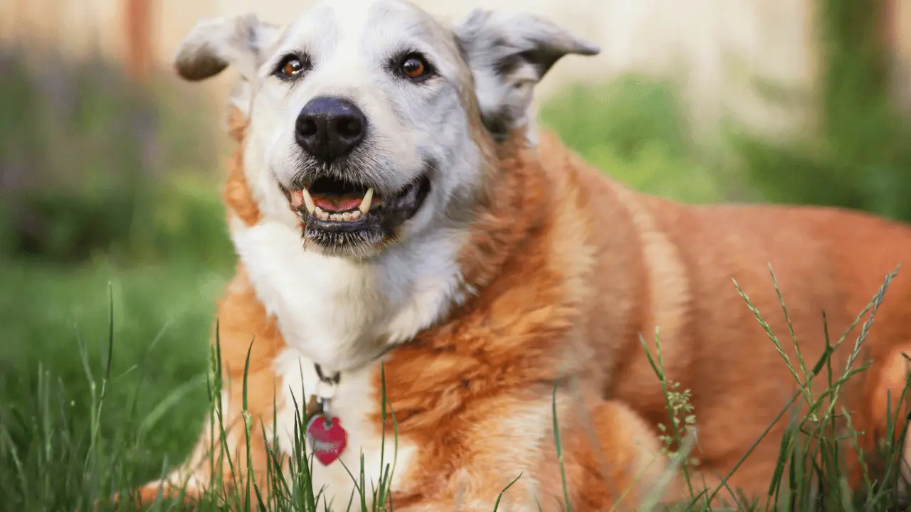 viajar com cães idosos