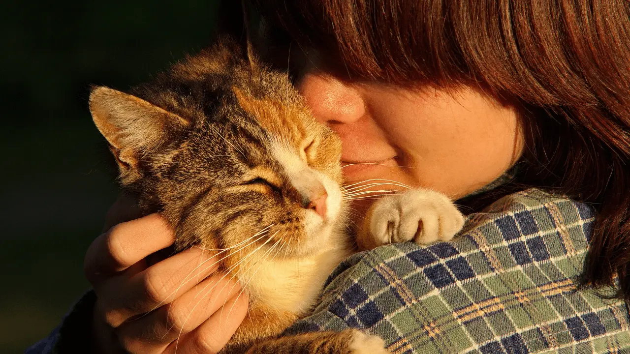 Cuidados com gato