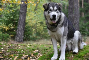 viajar com cães grandes