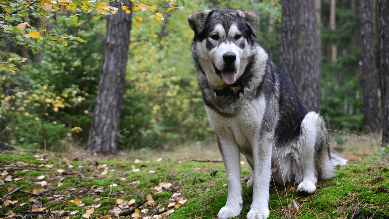 viajar com cães grandes