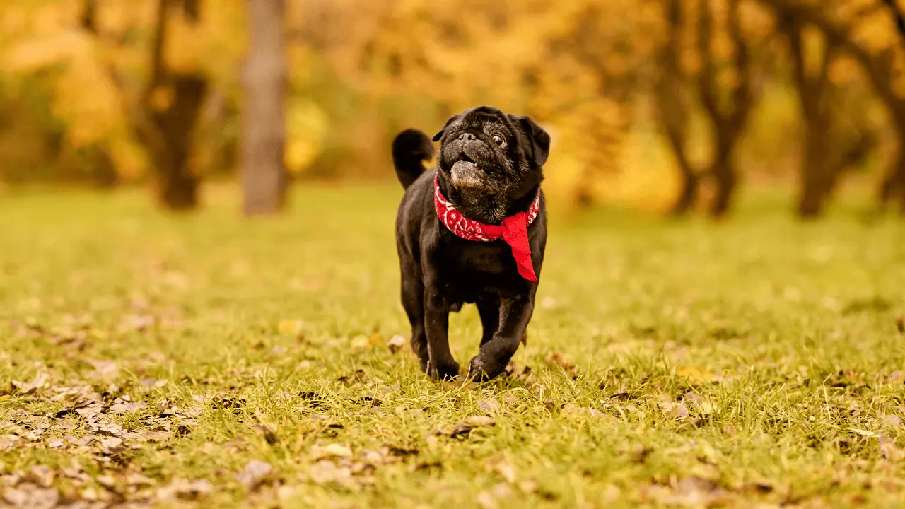 Viajar para os EUA com Pet