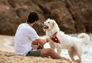 praias para viajar com cachorro