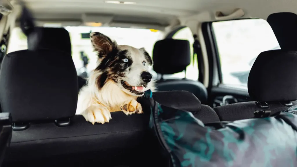 viajar com cães idosos