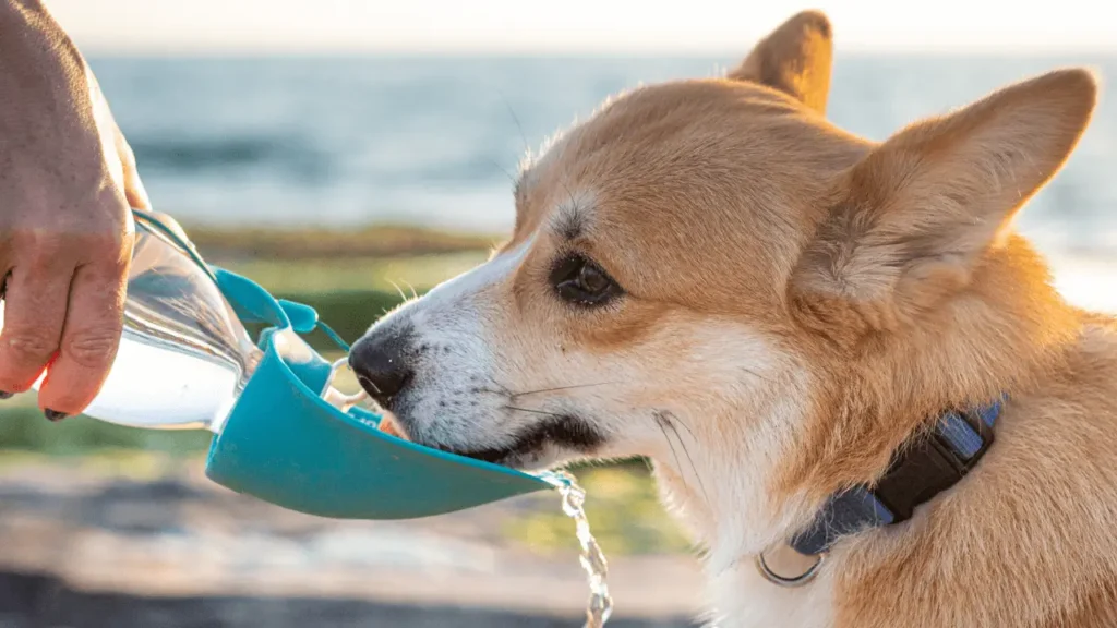 viajar com cachorro