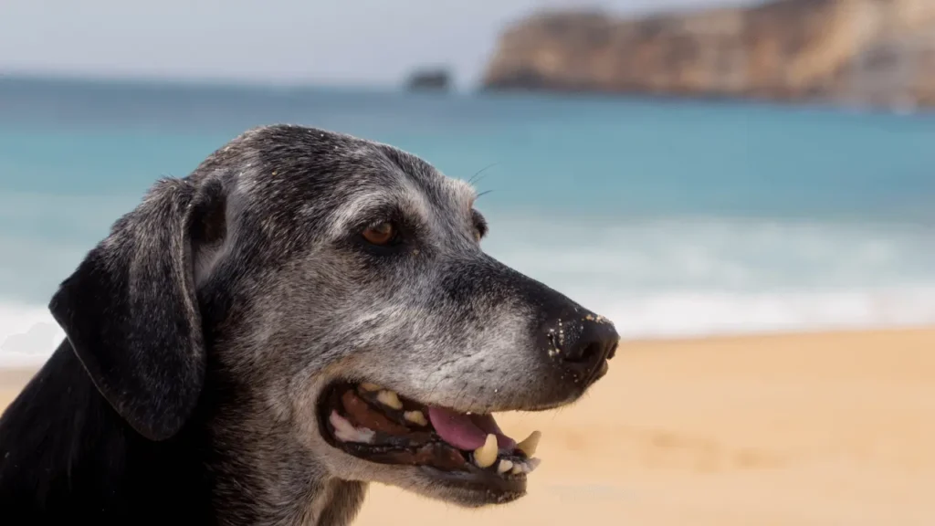 viajar com cães idosos