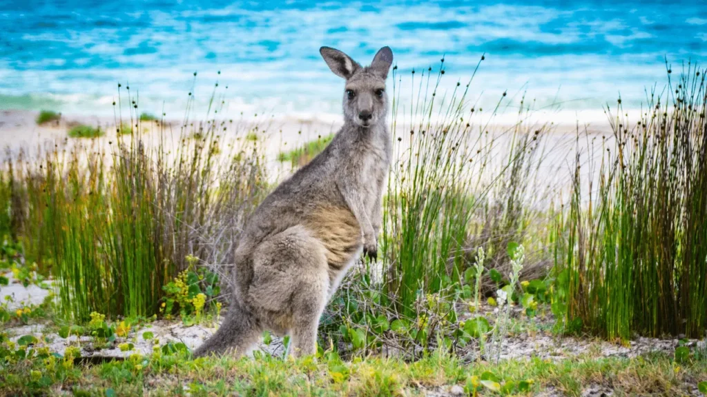 mudança para a Austrália com pet