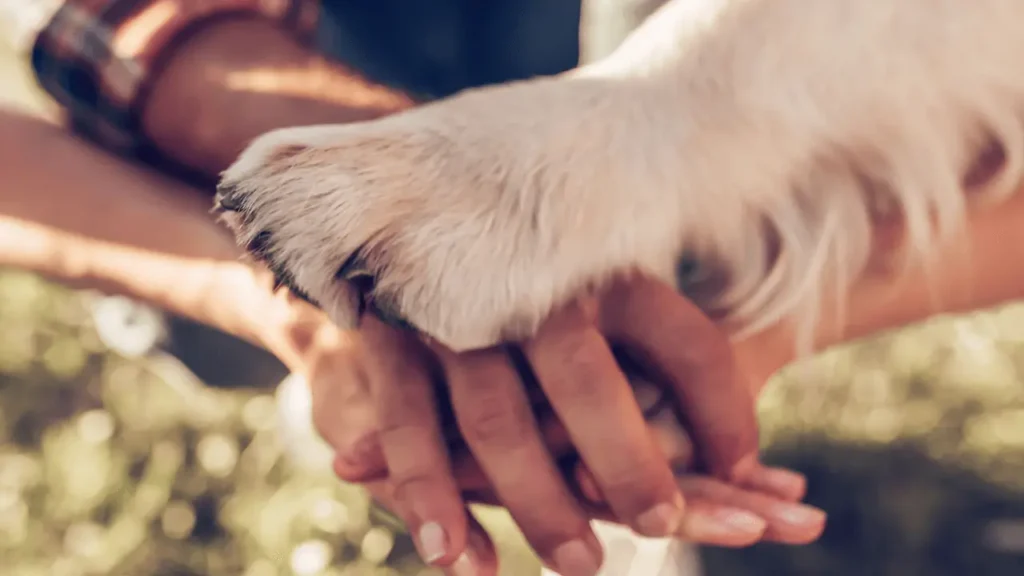 Acomodações Pet-Friendly