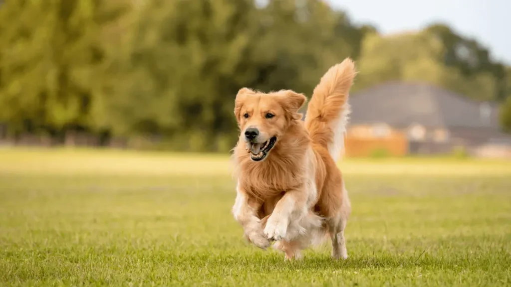 cachorro golden