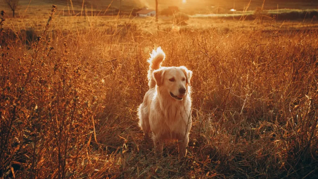 cachorro golden