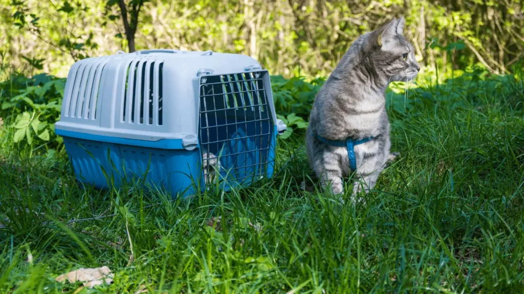 viagens internacionais com gatos