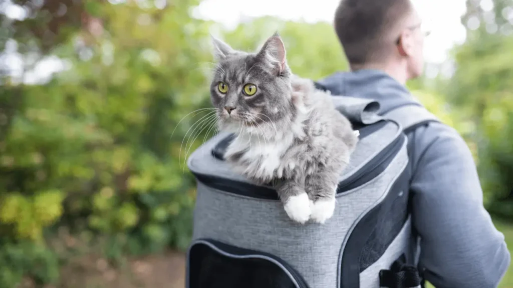 casinha de gato para viagem