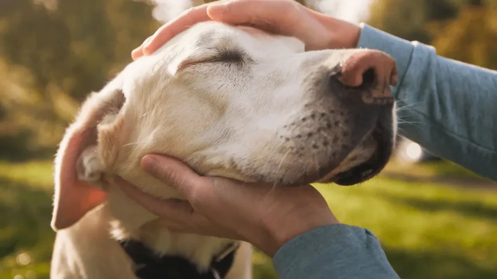 viajar com cães idosos