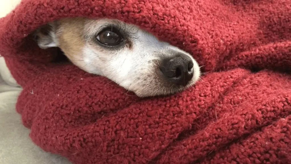 Viajar com Pet de Avião em Clima Frio