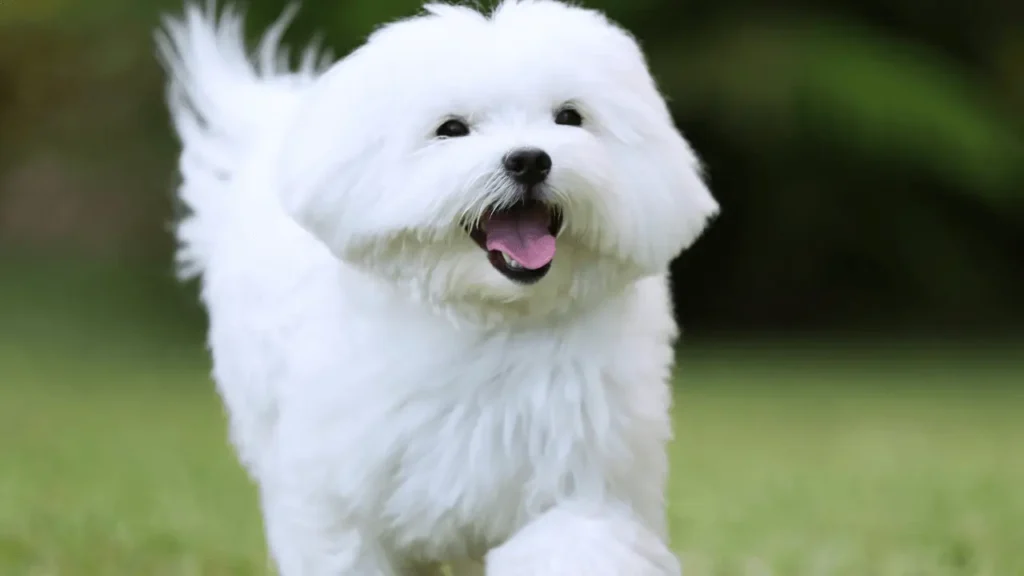 Europa com Cachorro Pequeno