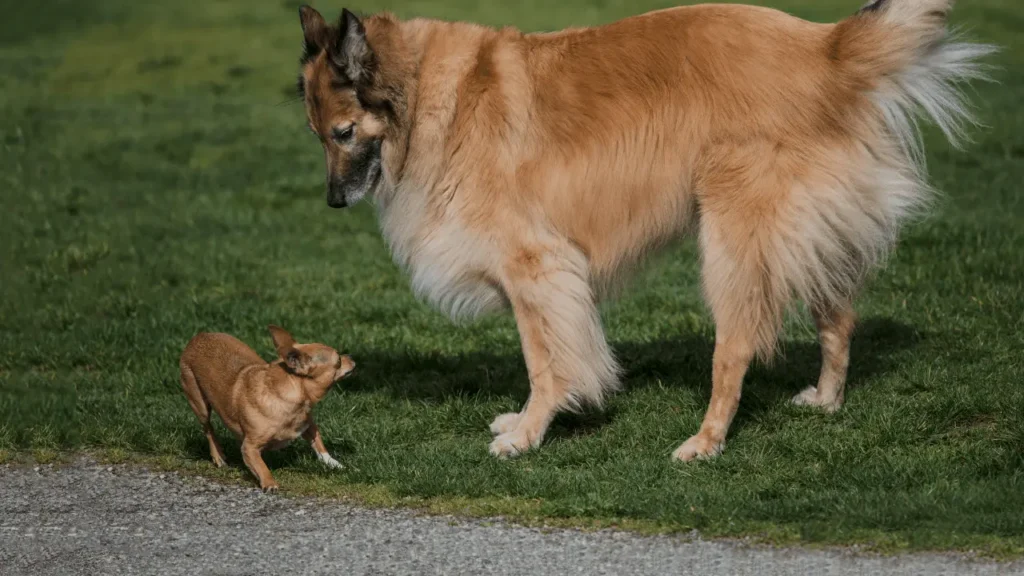 viajar com cães grandes