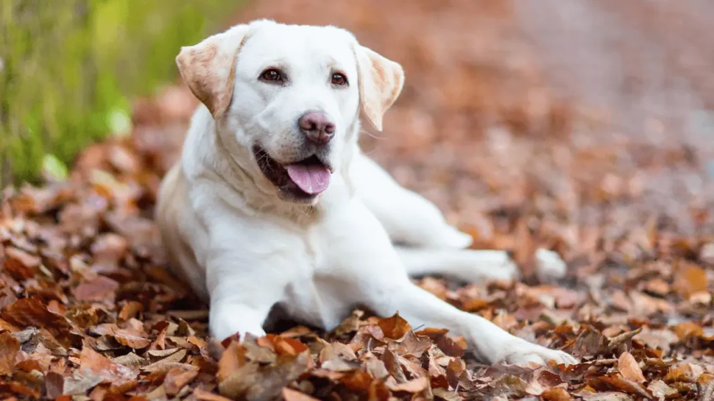 viajar com cães idosos