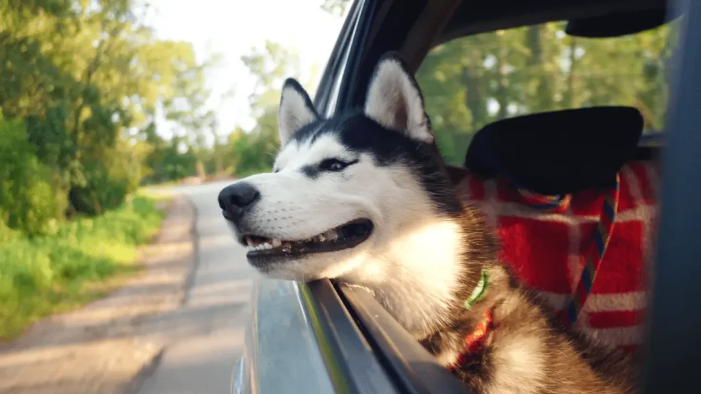 chapeu para cachorro