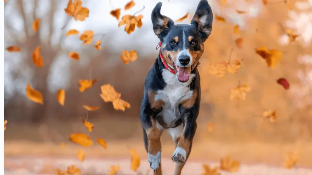 Viajar para a Alemanha com Pet