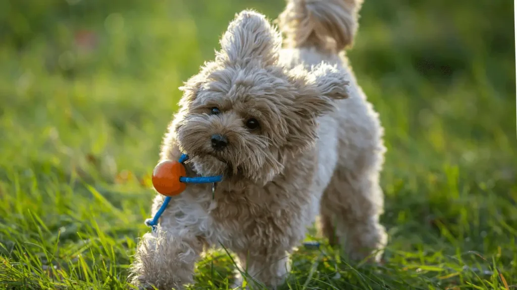 Europa com Cachorro Pequeno