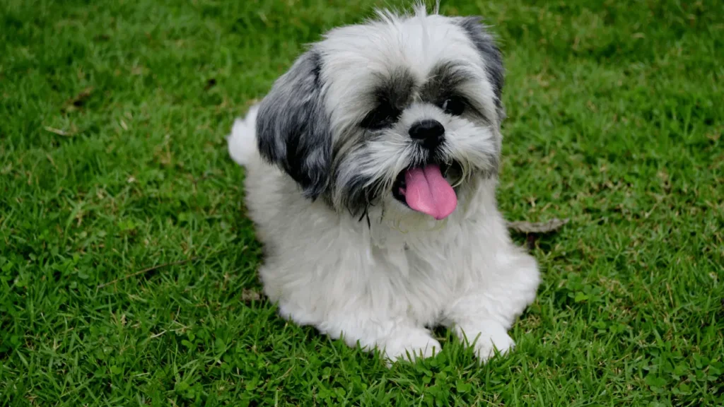 Viajar com Shih Tzu