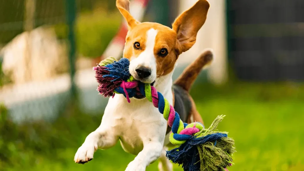 Destinos Imperdíveis para Famílias com Pets