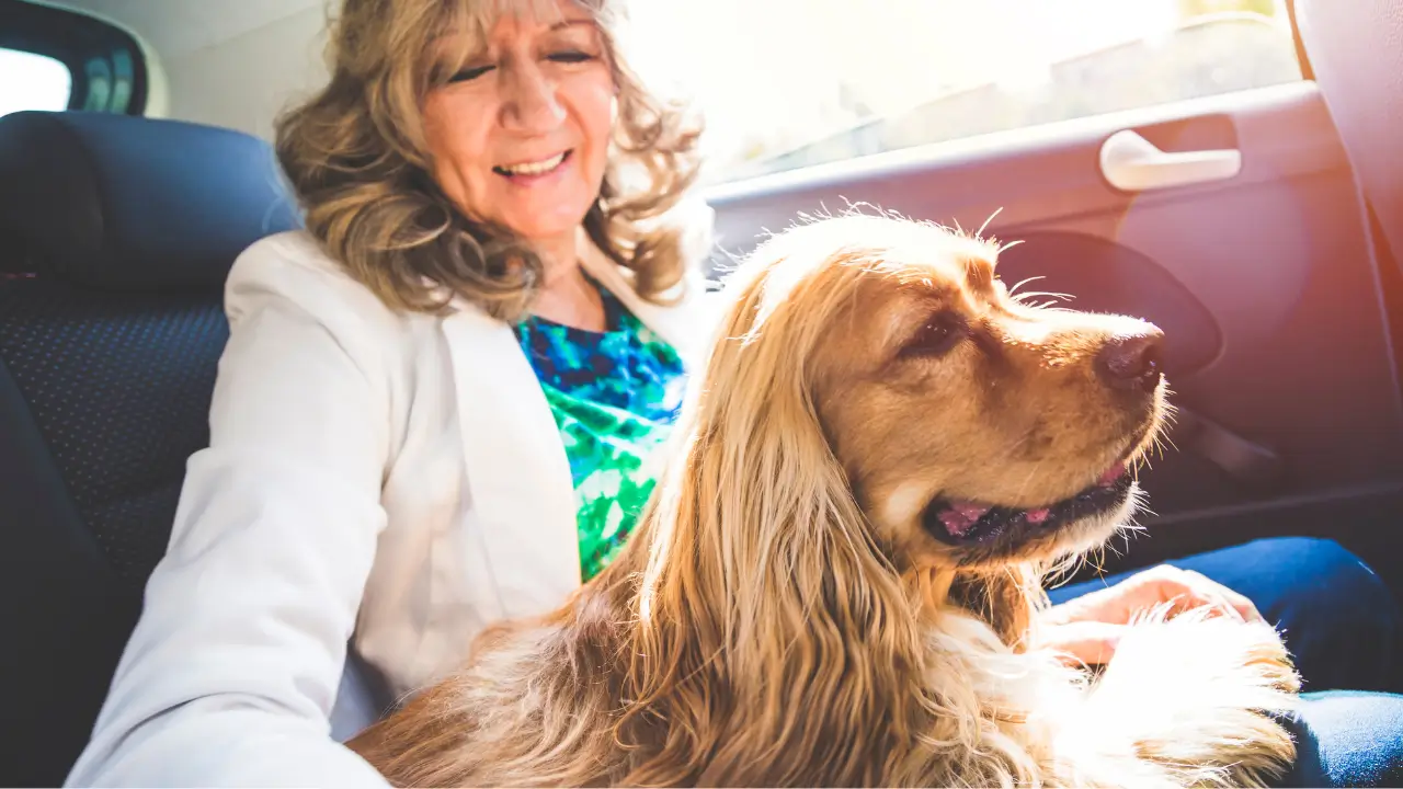 Viajar de Carro com Cachorro