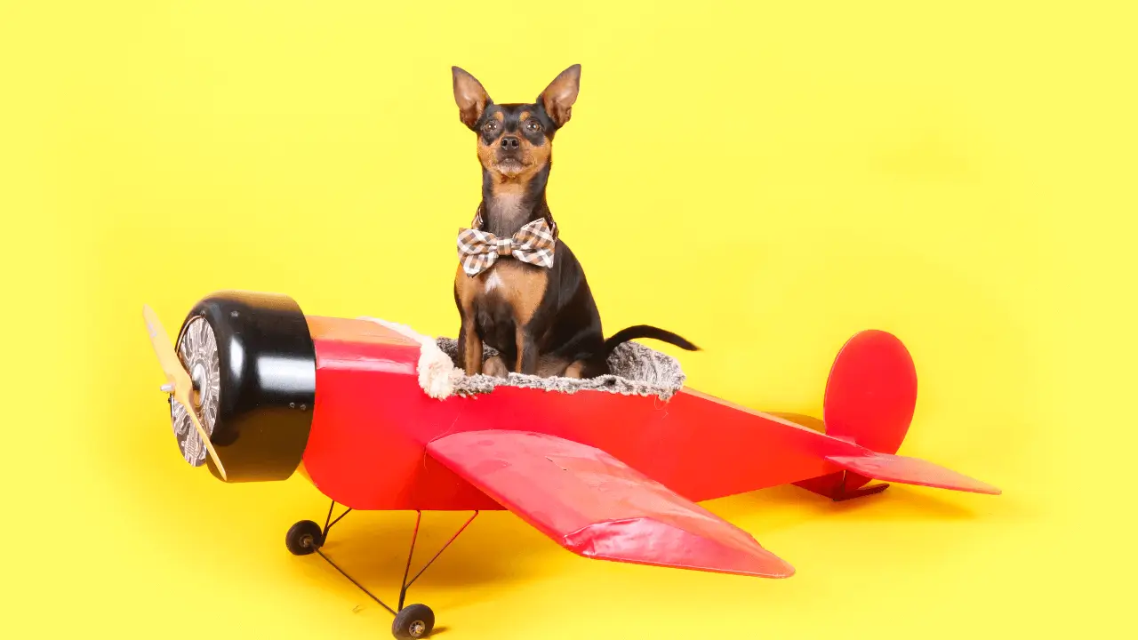 Transporte de pet em avião