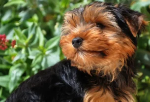 Viajar com Yorkshire Terrier