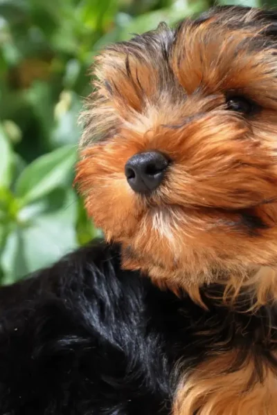 Viajar com Yorkshire Terrier