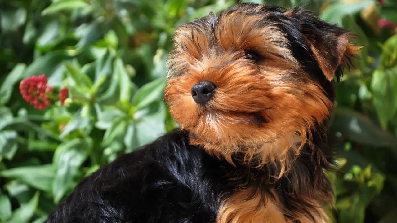 Viajar com Yorkshire Terrier