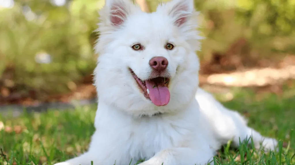 lugares no Brasil com cachorro