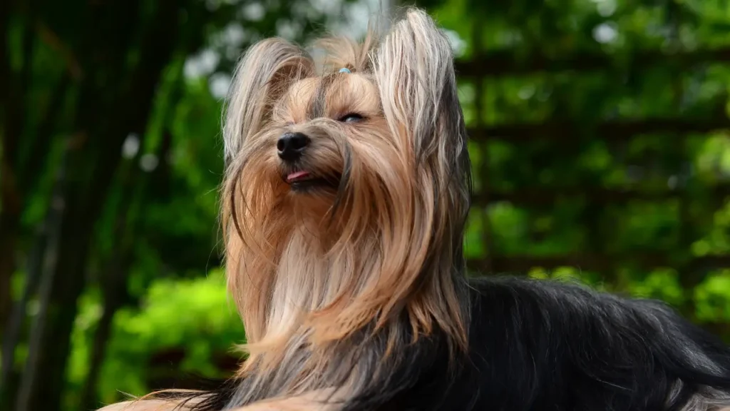 Viajar com Yorkshire Terrier