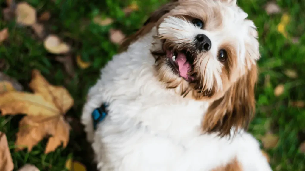 lugares no Brasil com cachorro