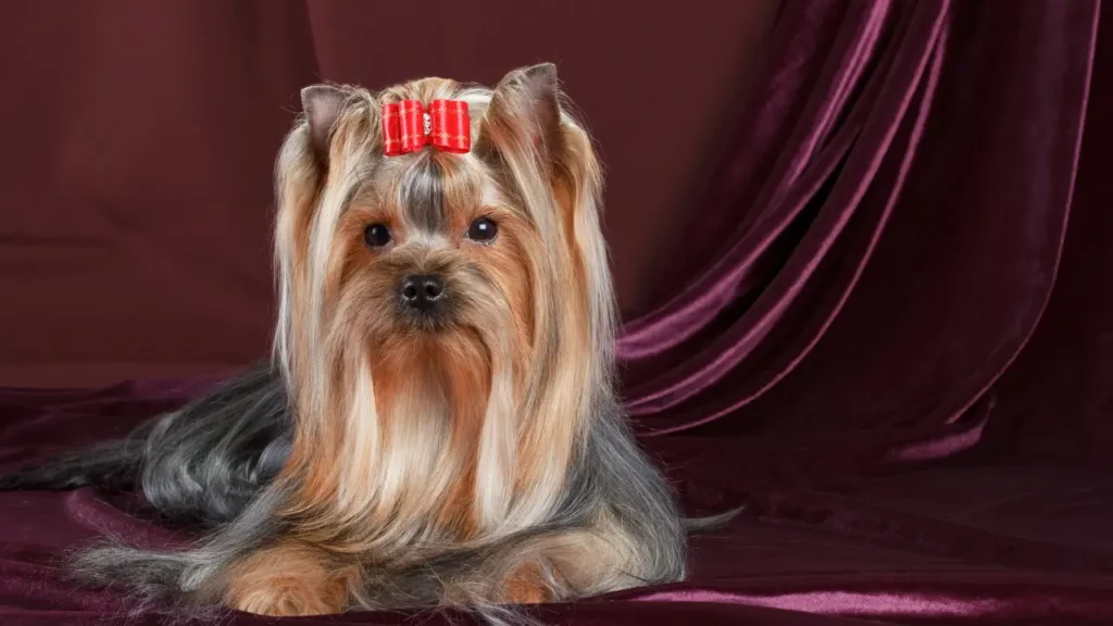 Viajar com Yorkshire Terrier