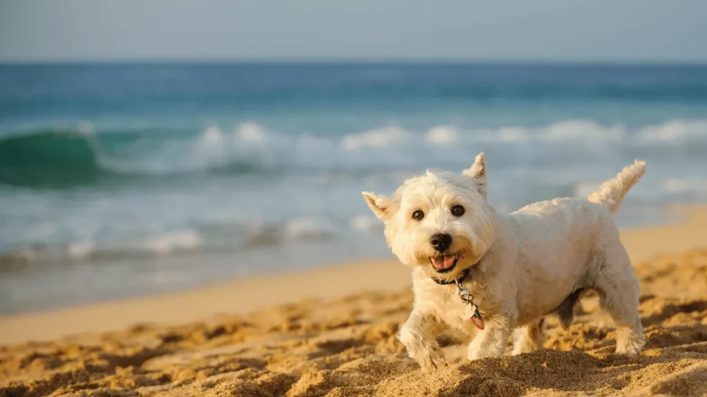 Viajar para Fortaleza com pet