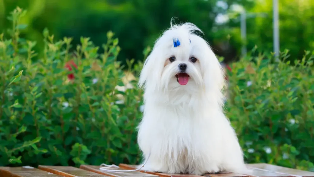 Viajar de Carro com Cachorro