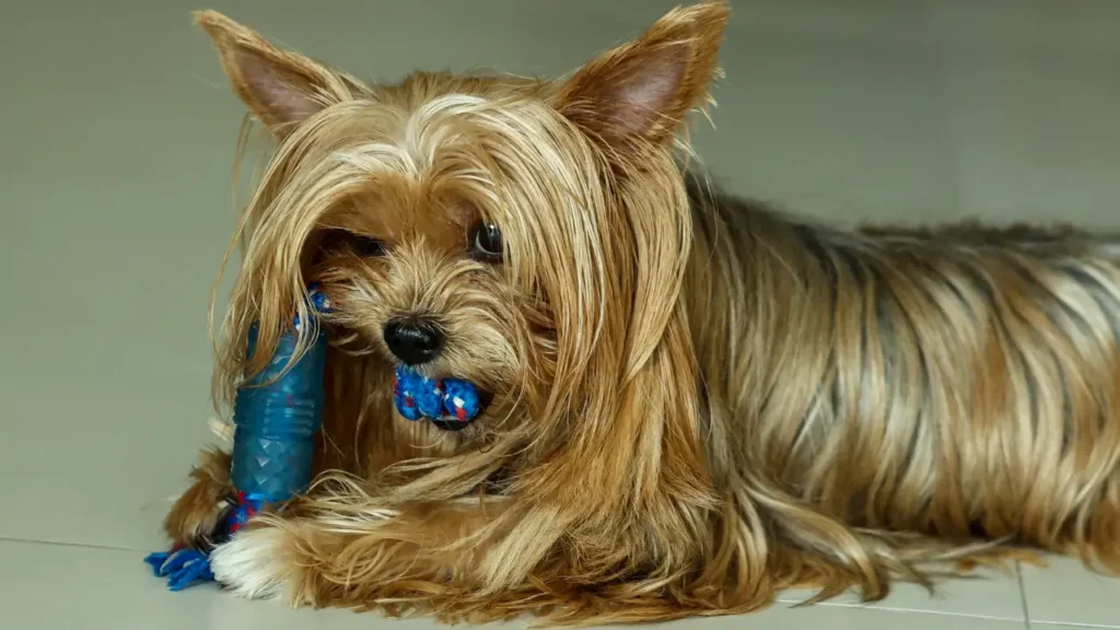 Viajar com Yorkshire Terrier