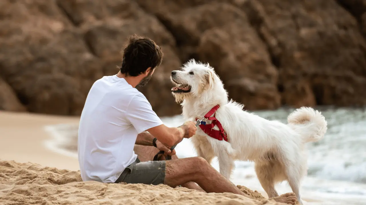 praias para viajar com cachorro