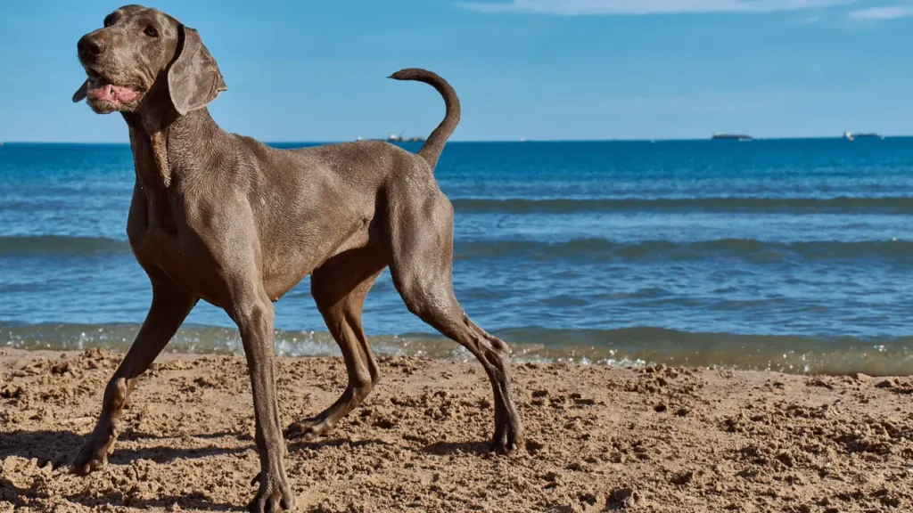 praias para viajar com cachorro