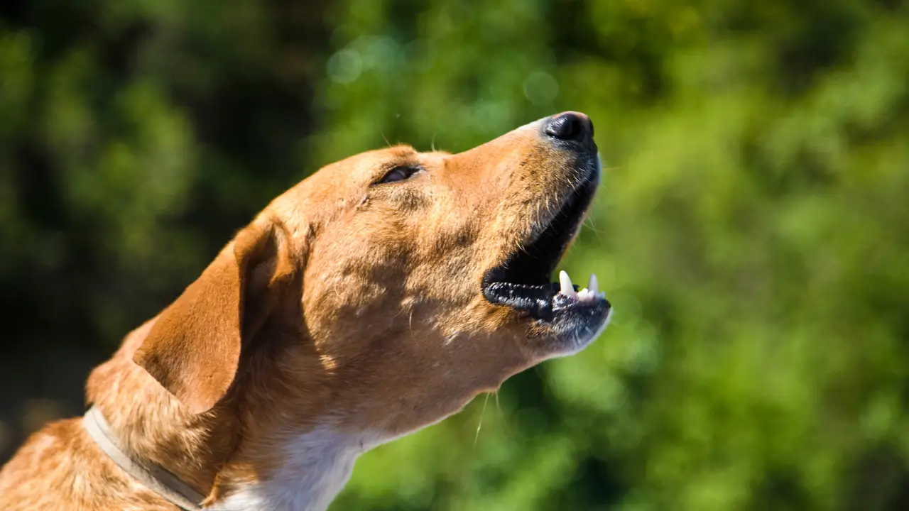 cachorro late demais no carro