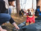 Acampar no frio com cachorro