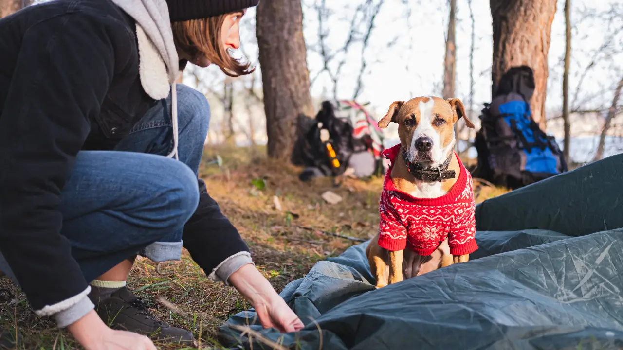 Acampar no frio com cachorro