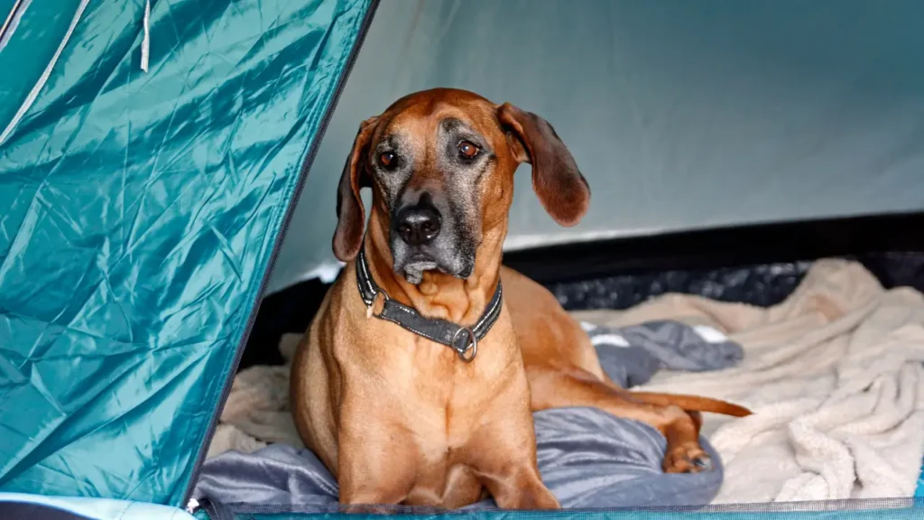 Acampar com Cachorro no Interior de SP