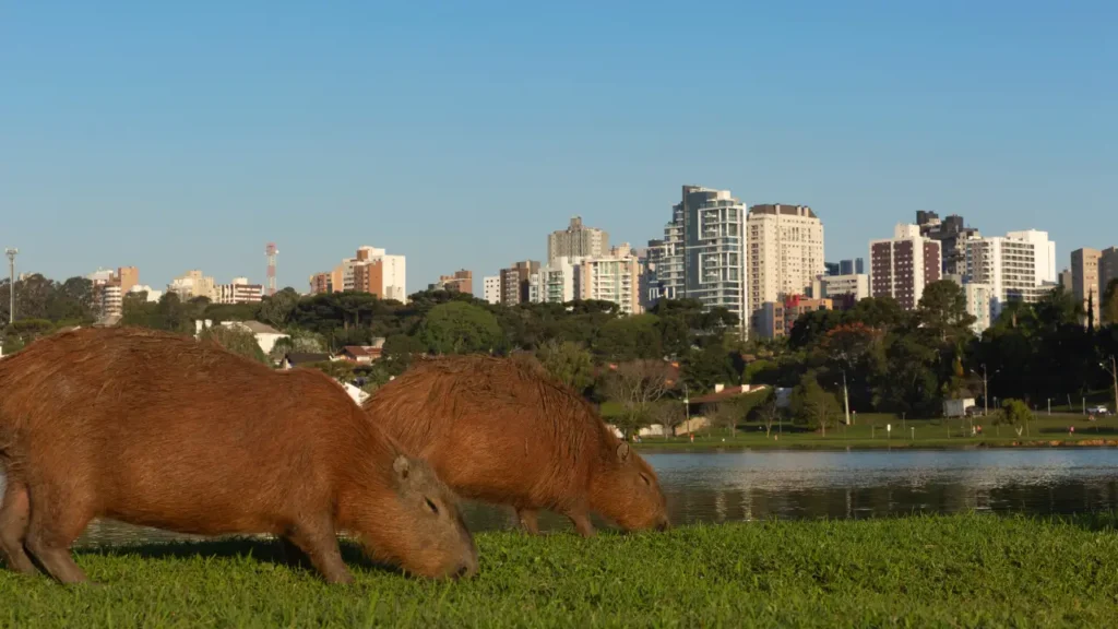 Curitiba