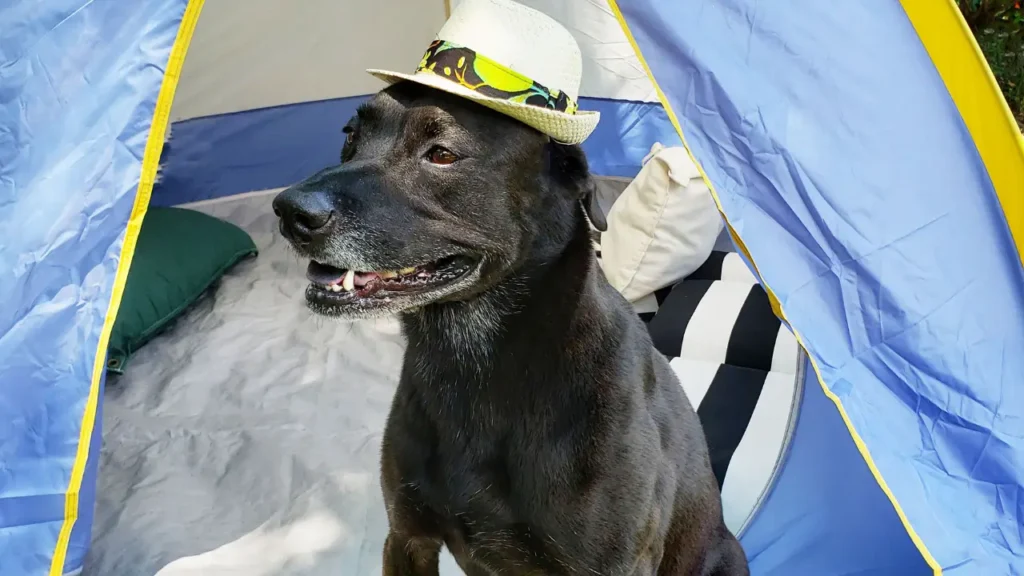 Acessórios úteis para acampar com cachorro