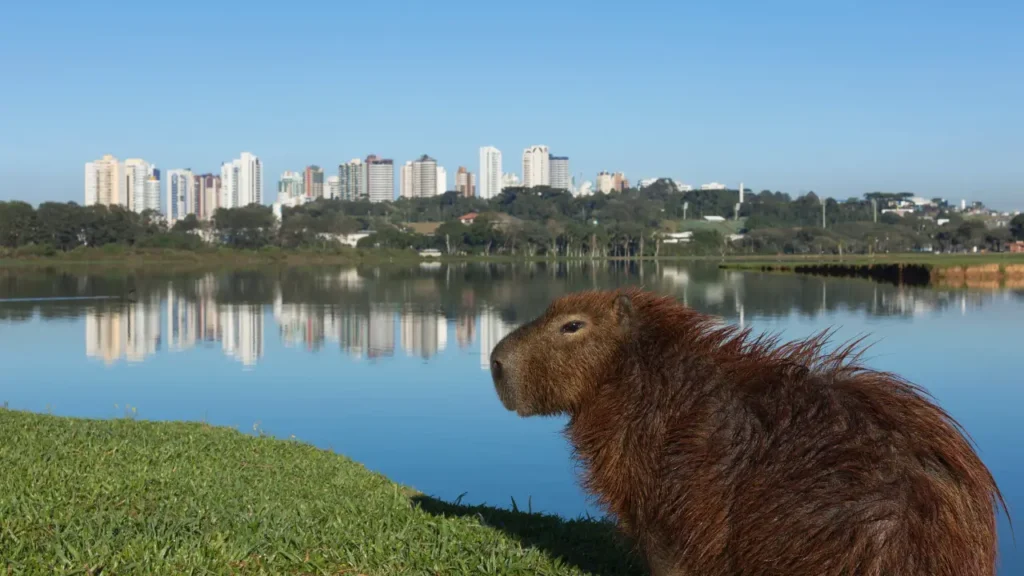 Curitiba